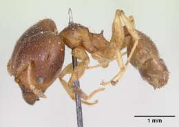 Image of Pheidole punctulata Mayr 1866