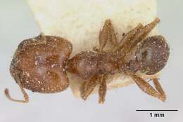 Image of Pheidole punctulata Mayr 1866