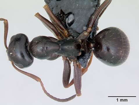 Image of Black bog ant