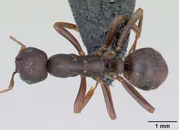 Image of Polyergus nigerrimus Marikovsky 1963