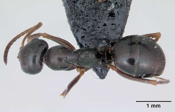 Image of Black bog ant