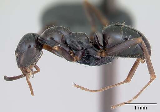 Image of Black bog ant