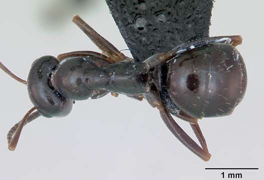 Image of Black bog ant