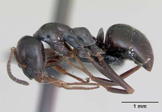 Image of Black bog ant