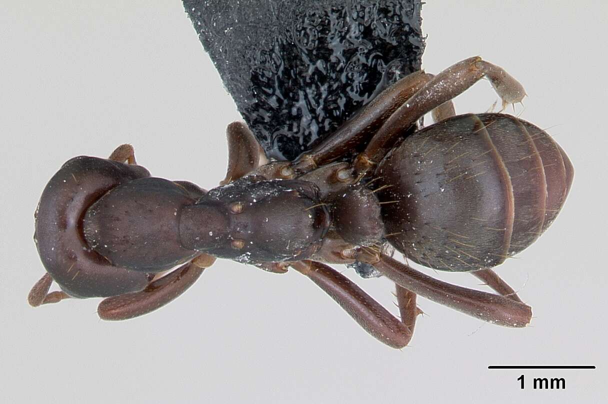 Image of Polyergus nigerrimus Marikovsky 1963