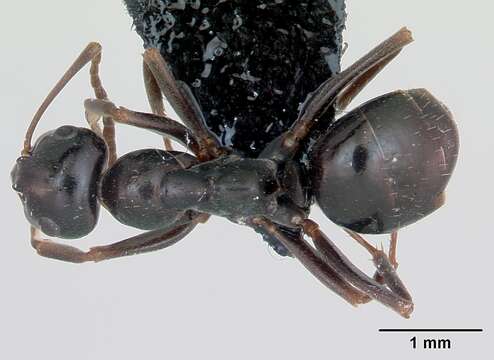 Image of Black bog ant