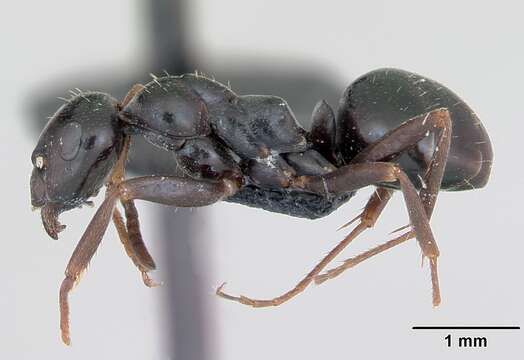 Image of Black bog ant