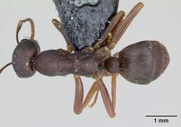 Image of Polyergus nigerrimus Marikovsky 1963