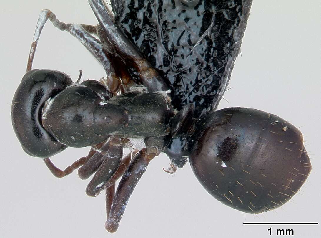 Image of Black bog ant