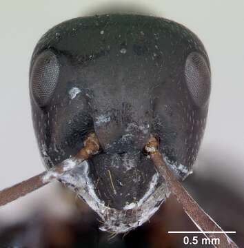 Image of Black bog ant