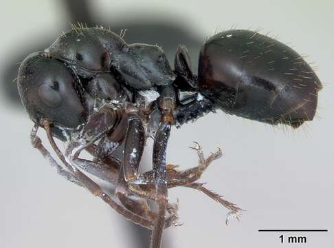 Image of Black bog ant