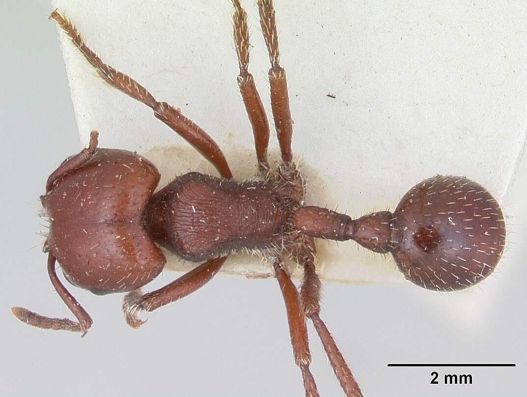 Image of Pogonomyrmex coarctatus Mayr 1868