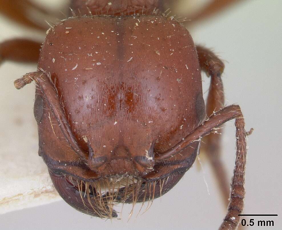 Image of Pogonomyrmex coarctatus Mayr 1868