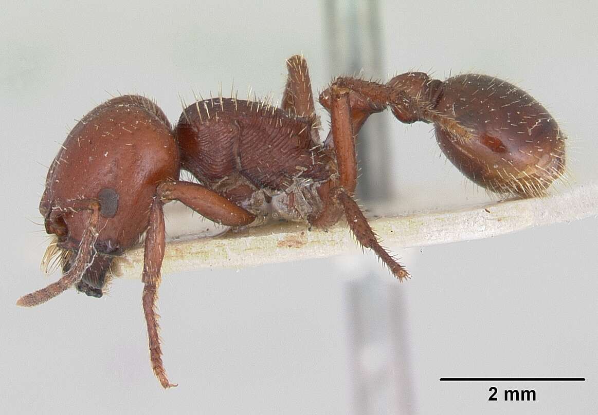 Image of Pogonomyrmex coarctatus Mayr 1868