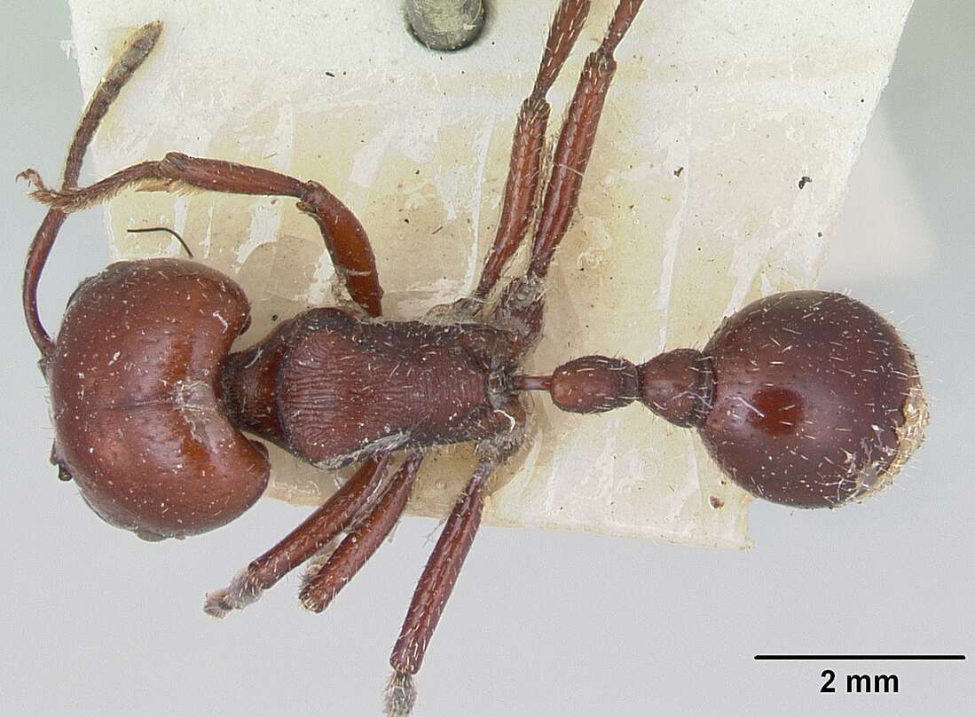 Image of Pogonomyrmex coarctatus Mayr 1868