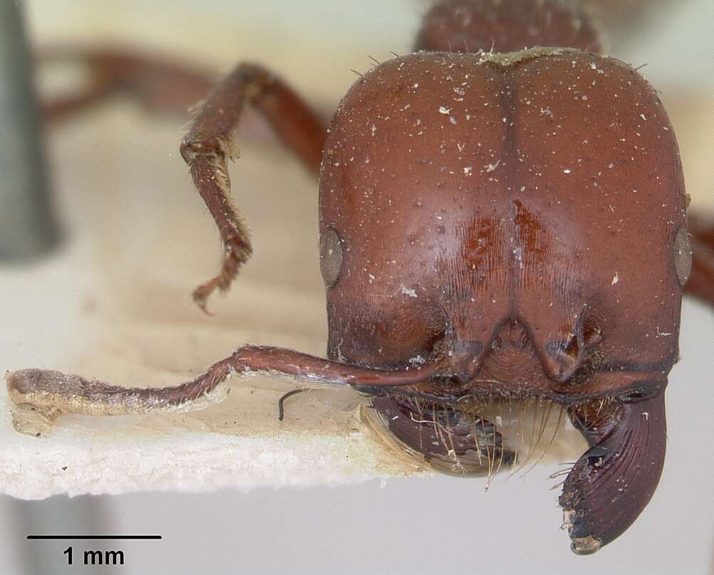 Image of Pogonomyrmex coarctatus Mayr 1868