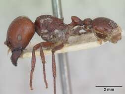 Image of Pogonomyrmex coarctatus Mayr 1868