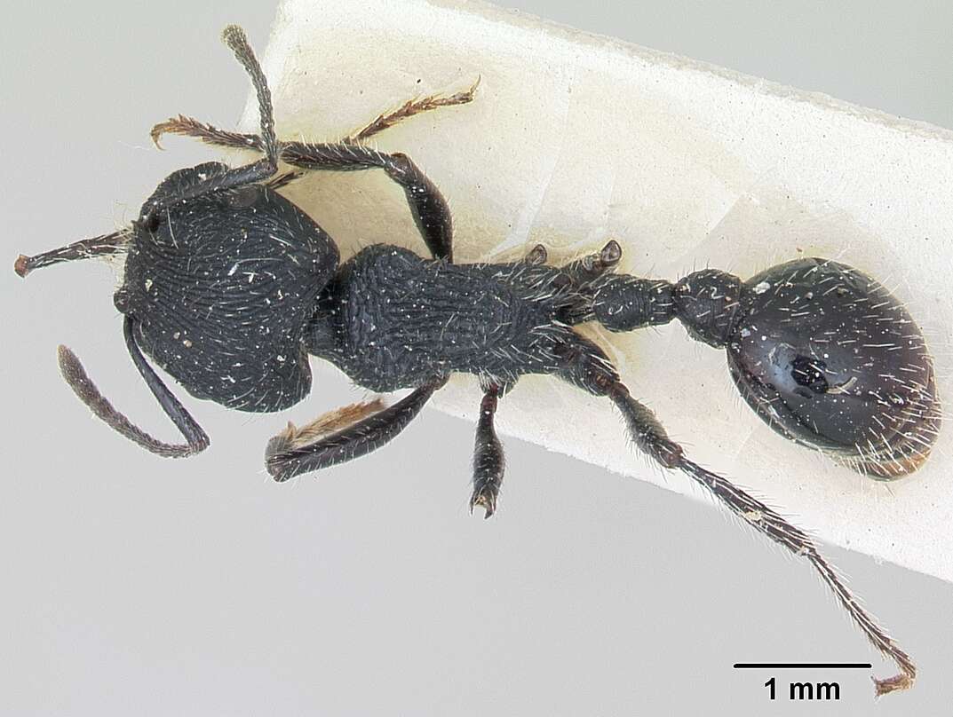 Image of Pogonomyrmex atratus Santschi 1922