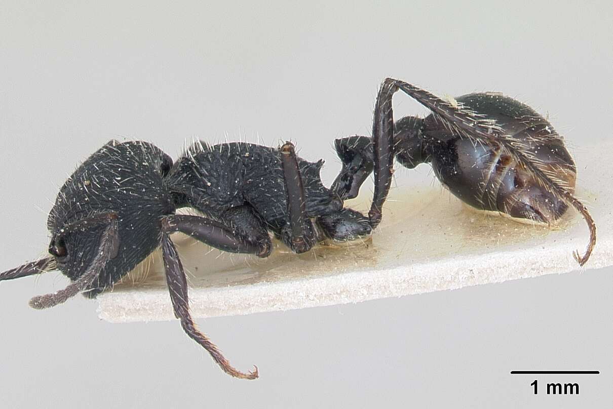 Image of Pogonomyrmex atratus Santschi 1922