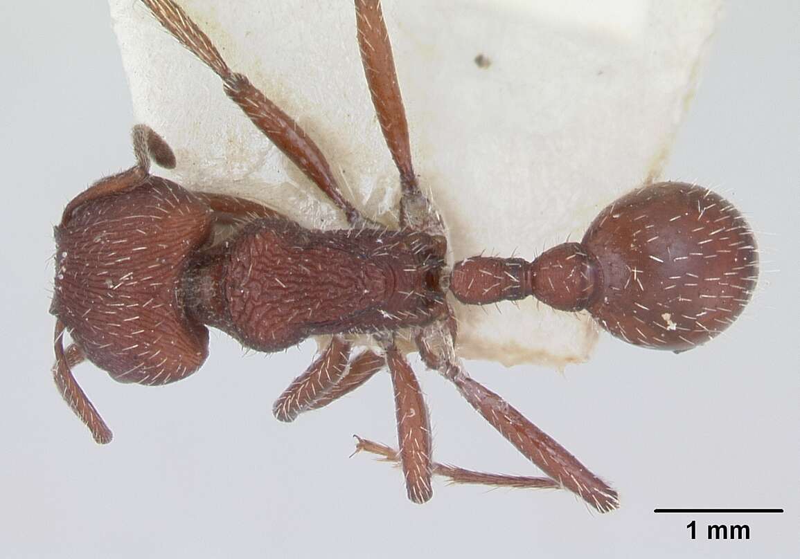 Image of Pogonomyrmex vermiculatus Emery 1906