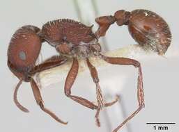 Image of Pogonomyrmex vermiculatus Emery 1906