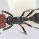 Image of Pogonomyrmex variabilis Santschi 1916