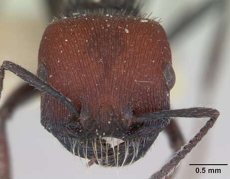 Image of Pogonomyrmex variabilis Santschi 1916