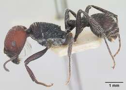 Image of Pogonomyrmex variabilis Santschi 1916