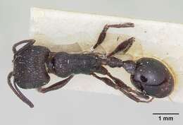 Image de Pogonomyrmex brevibarbis Emery 1906