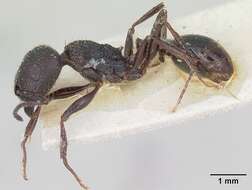 Image of Pogonomyrmex brevibarbis Emery 1906