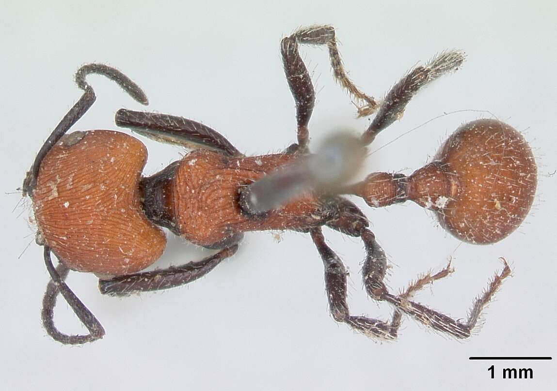 Pogonomyrmex rastratus Mayr 1868 resmi