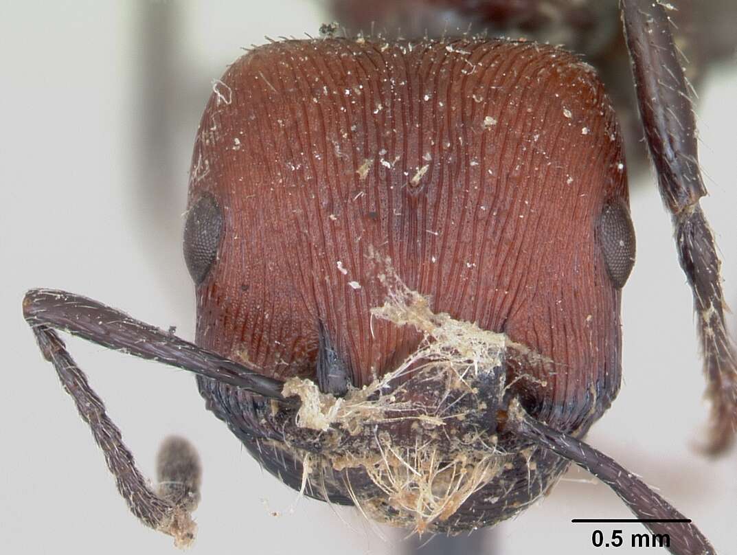 Pogonomyrmex rastratus Mayr 1868 resmi