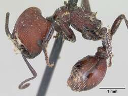 Pogonomyrmex rastratus Mayr 1868 resmi