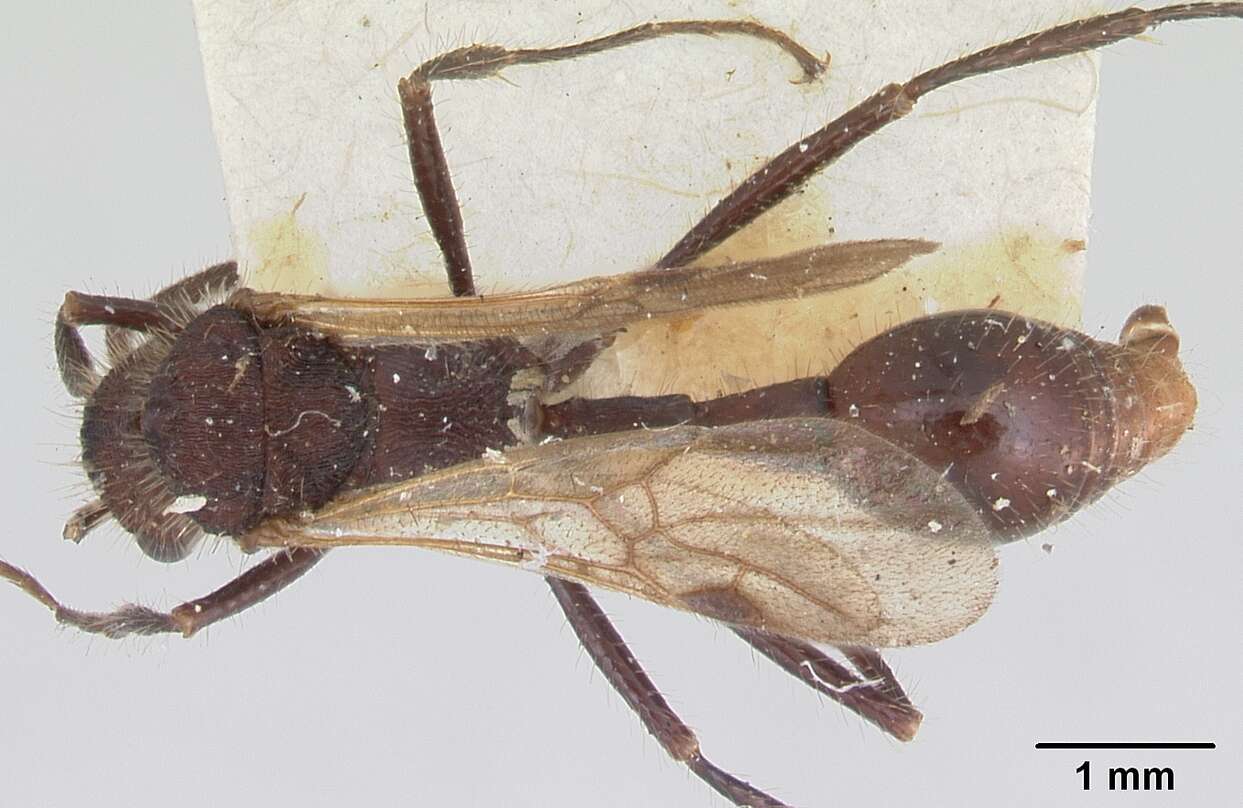 Image of Pogonomyrmex mayri Forel 1899