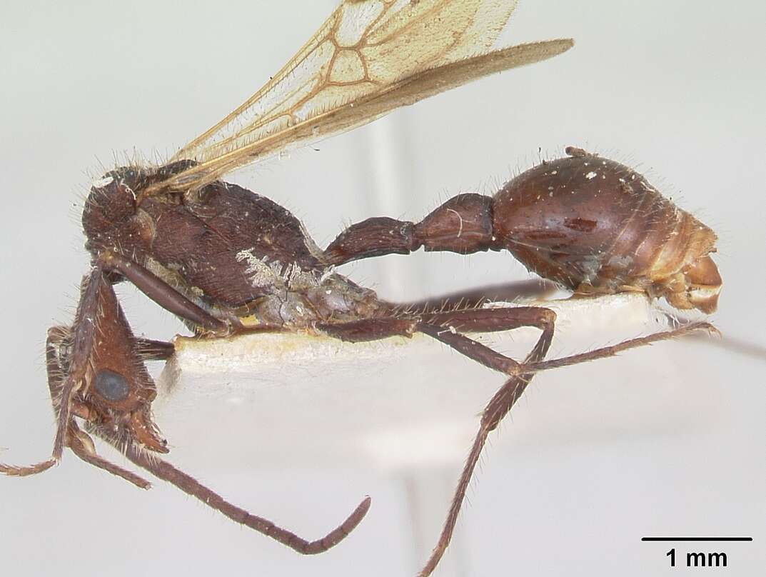 Image of Pogonomyrmex mayri Forel 1899