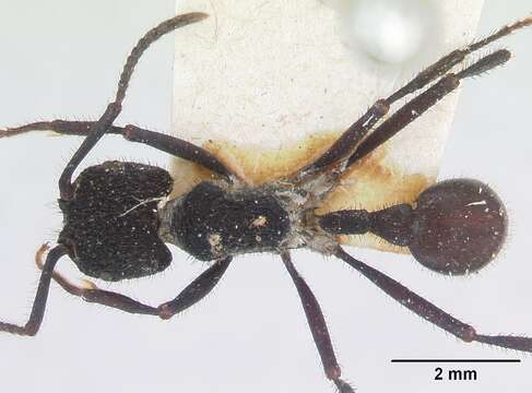 Image of Pogonomyrmex mayri Forel 1899