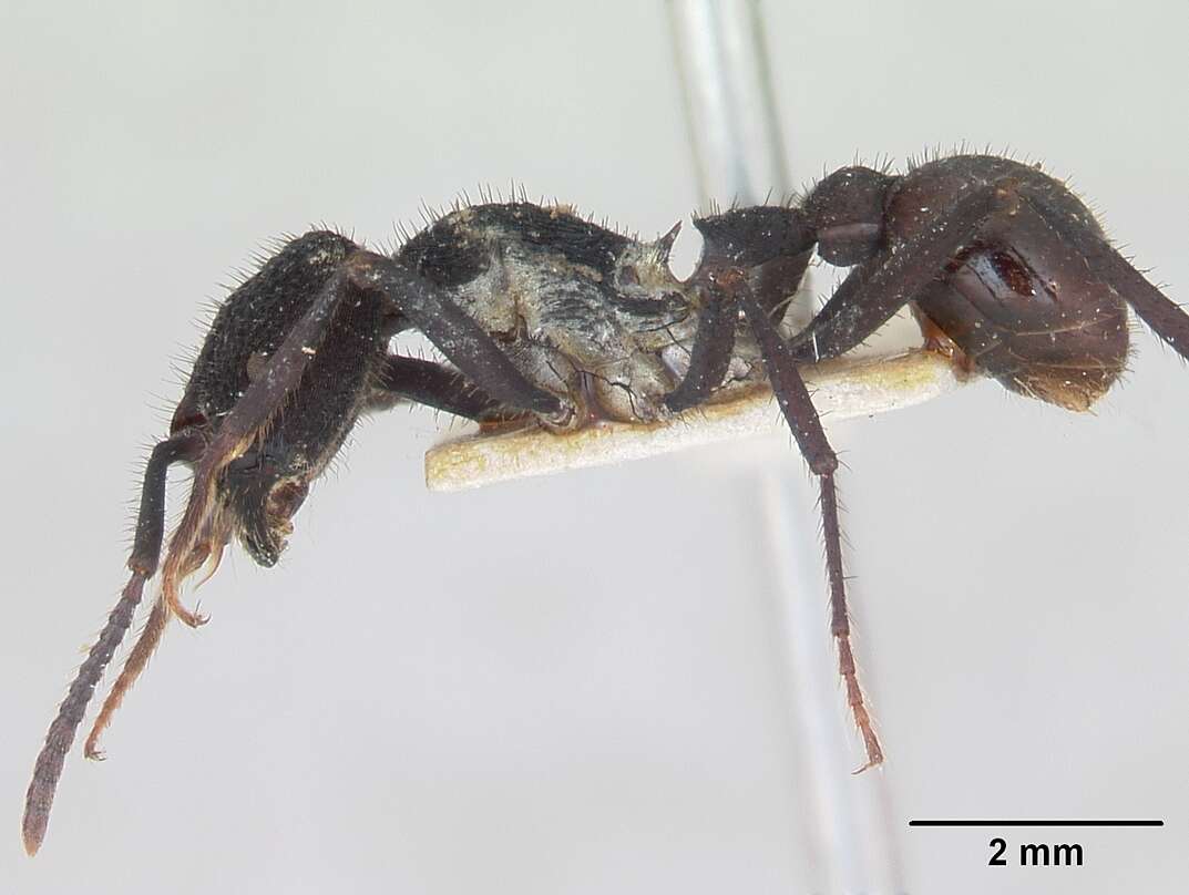 Image of Pogonomyrmex mayri Forel 1899