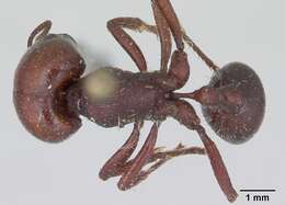 Image of Pogonomyrmex coarctatus Mayr 1868