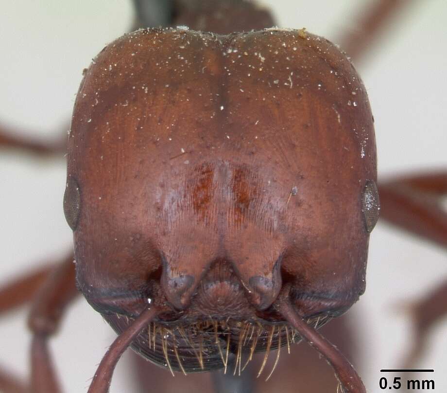 Image of Pogonomyrmex coarctatus Mayr 1868