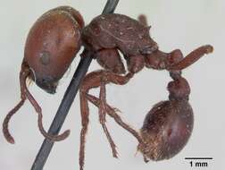 Image of Pogonomyrmex coarctatus Mayr 1868