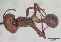 Image of Pogonomyrmex coarctatus Mayr 1868