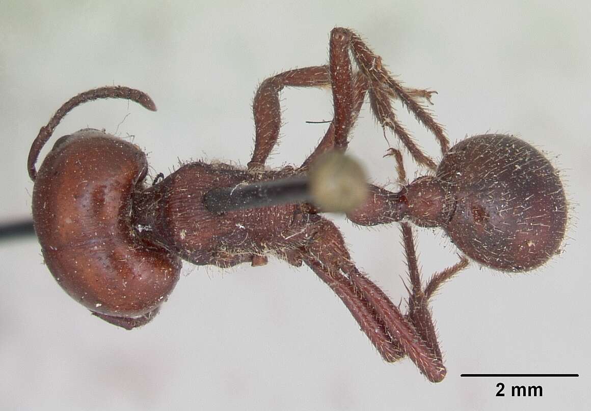 Image of Pogonomyrmex coarctatus Mayr 1868