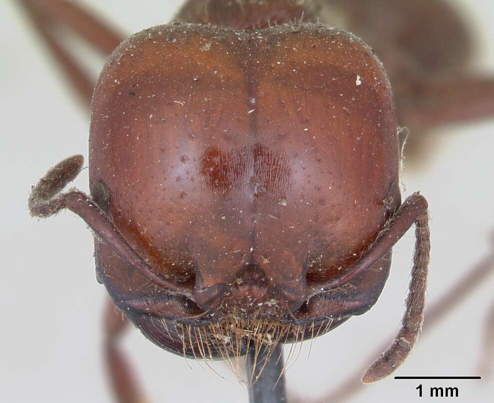 Image of Pogonomyrmex coarctatus Mayr 1868