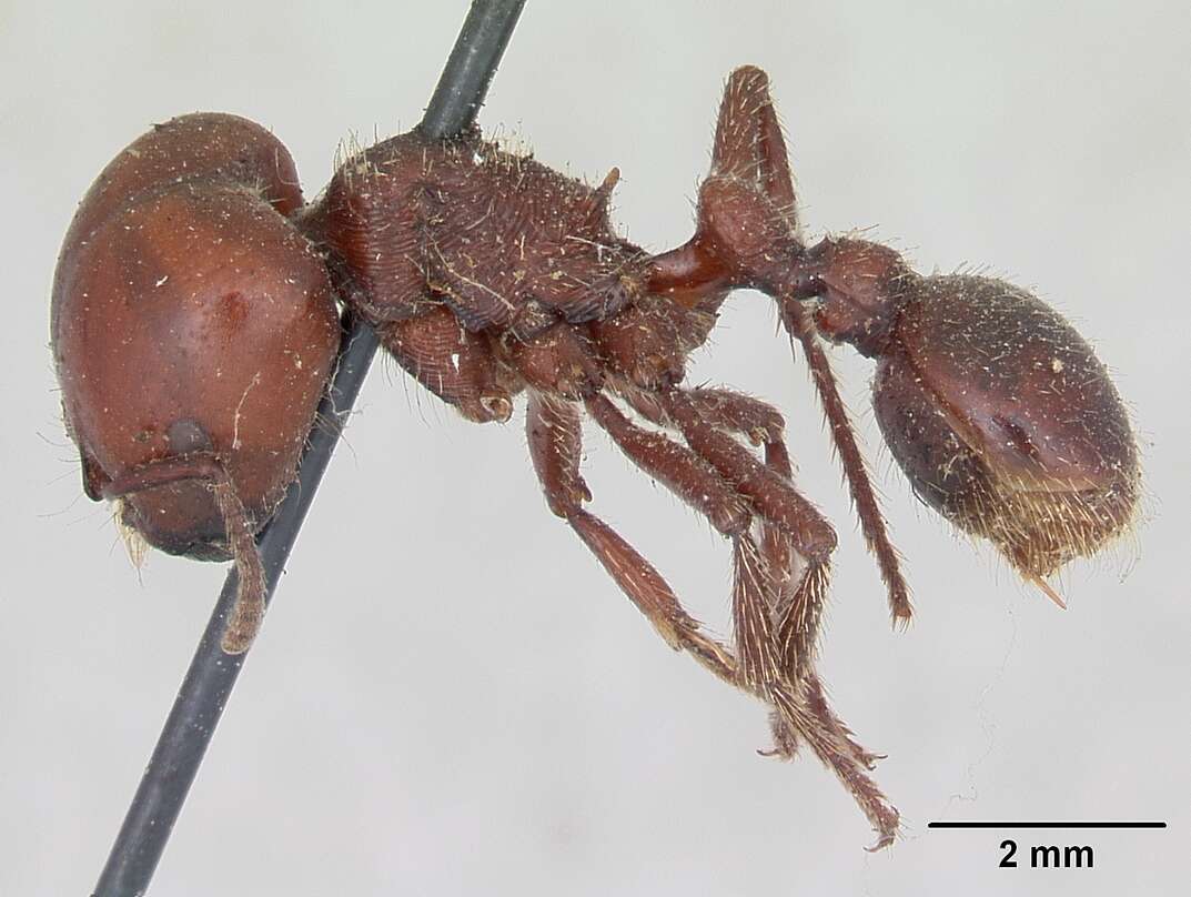 Image of Pogonomyrmex coarctatus Mayr 1868