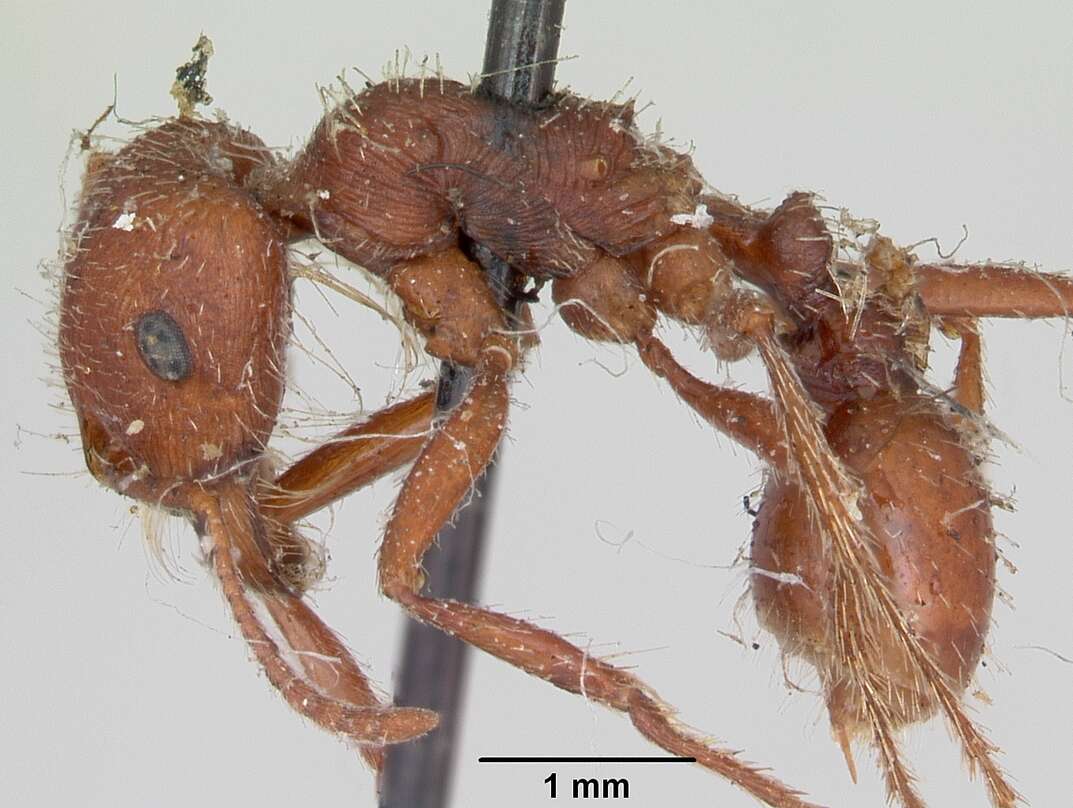 Слика од Pogonomyrmex subdentatus Mayr 1870