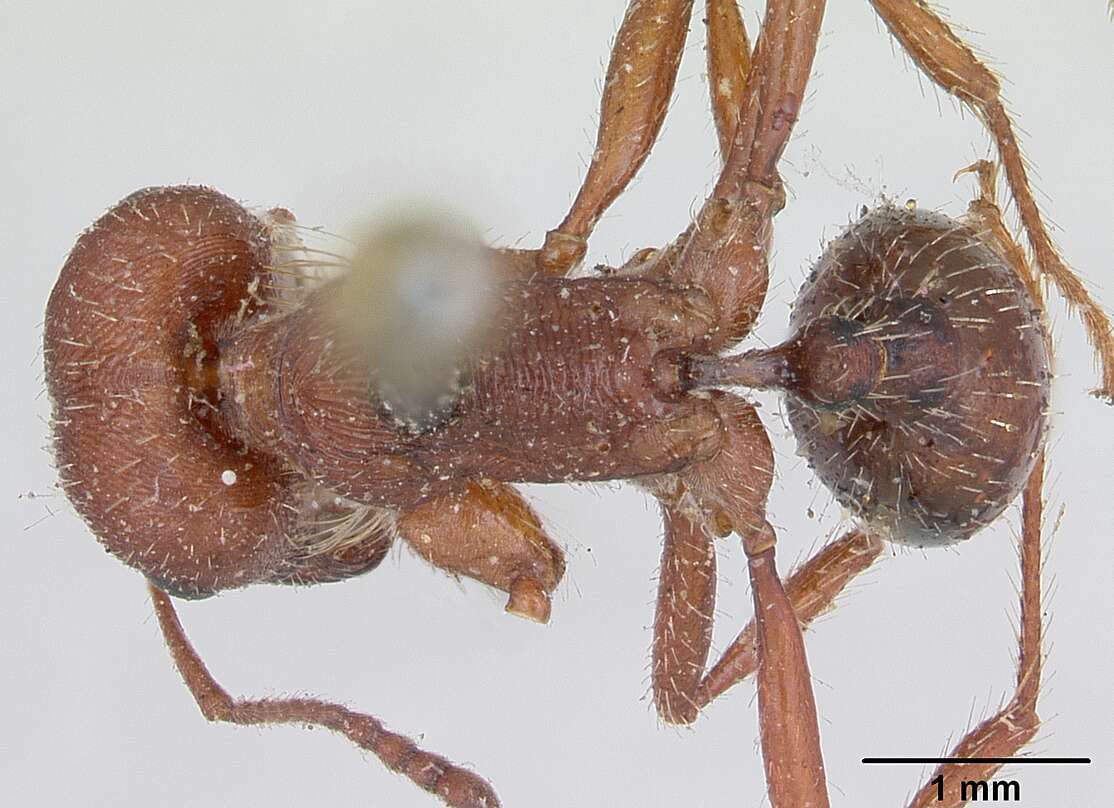 Слика од Pogonomyrmex subdentatus Mayr 1870