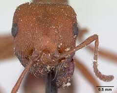 Слика од Pogonomyrmex subdentatus Mayr 1870