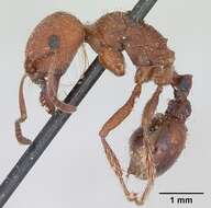 Слика од Pogonomyrmex subdentatus Mayr 1870