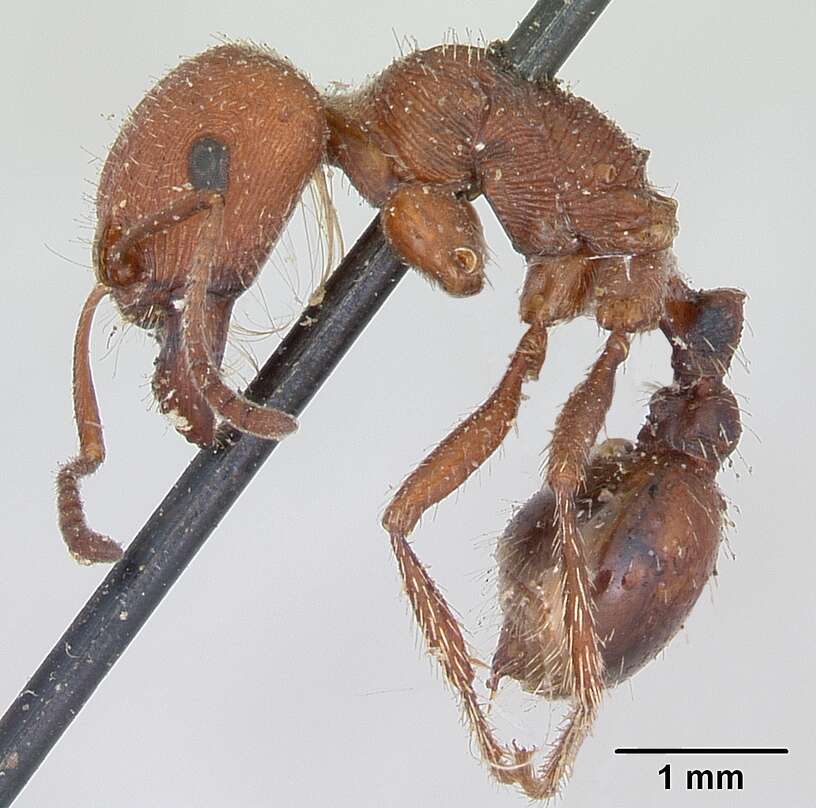 Слика од Pogonomyrmex subdentatus Mayr 1870