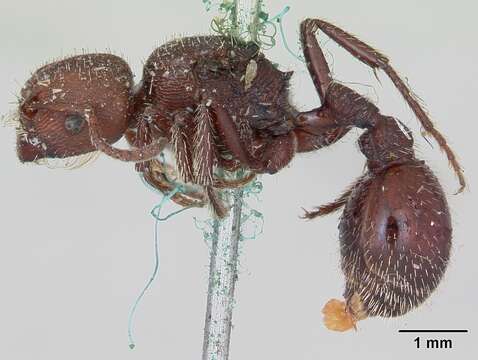 Image of Pogonomyrmex uruguayensis Mayr 1887